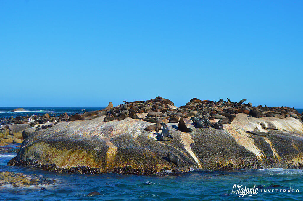 hout bay seal island