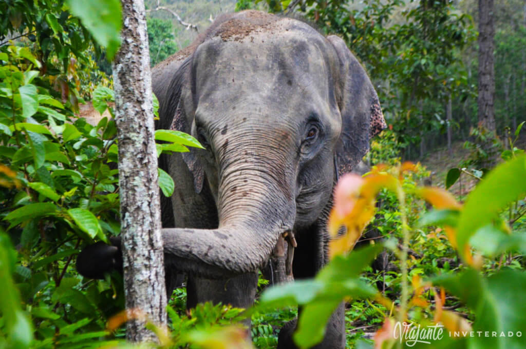 elefantes em chiang mai elephant sanctuary
